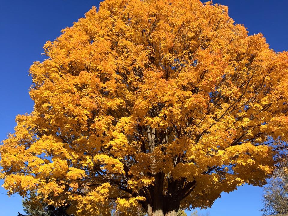 Fall Yellow Tree
